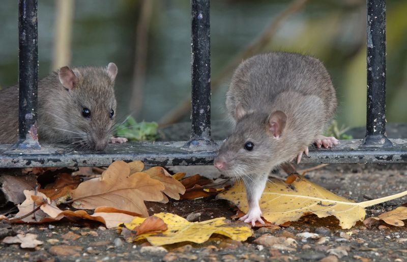 Rat Fumigation Service in Ann Arbor, MI