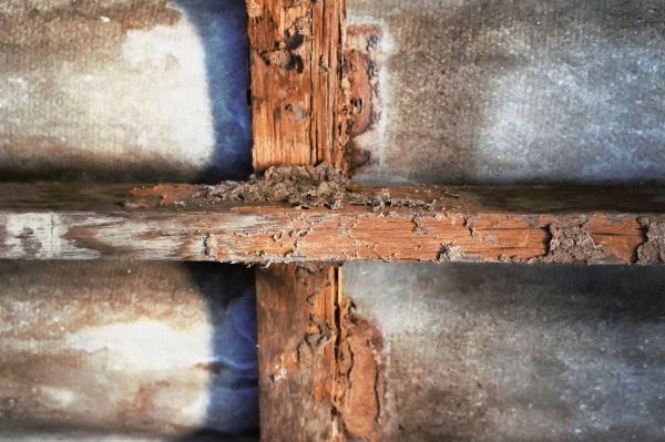 Termite Pest Control - Termite Pest Control Skagit County, Washington