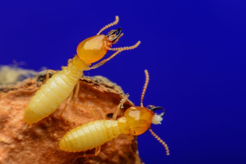 Common Signs Of Termite Activity In Commercial Properties