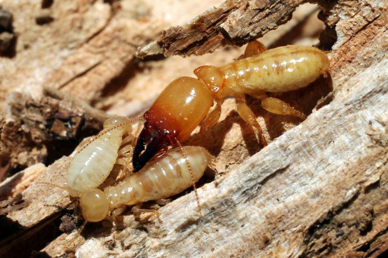 How Termites Cause Structural Damage To Homes