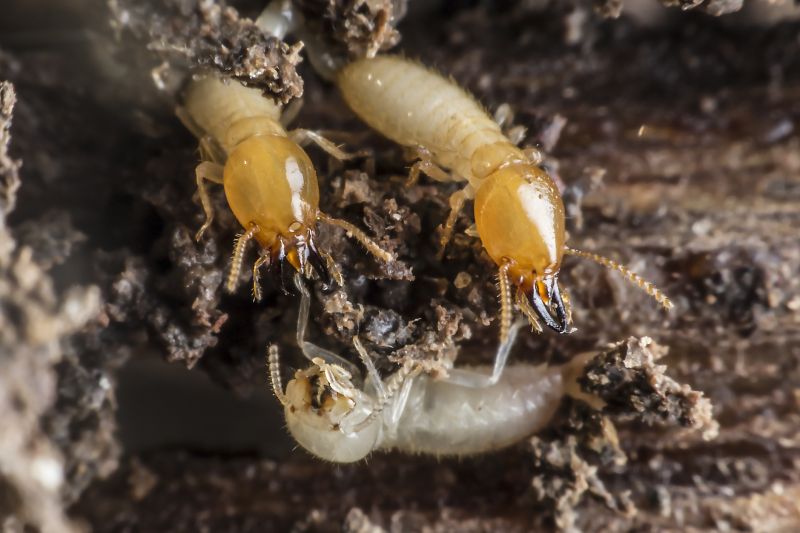 How Termites Enter Homes And Commercial Structures
