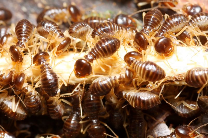 How Termites Threaten Commercial Buildings And Structures