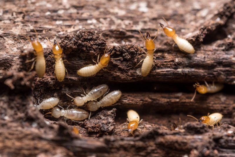 The Hidden Costs Of Termite Damage In Commercial Buildings