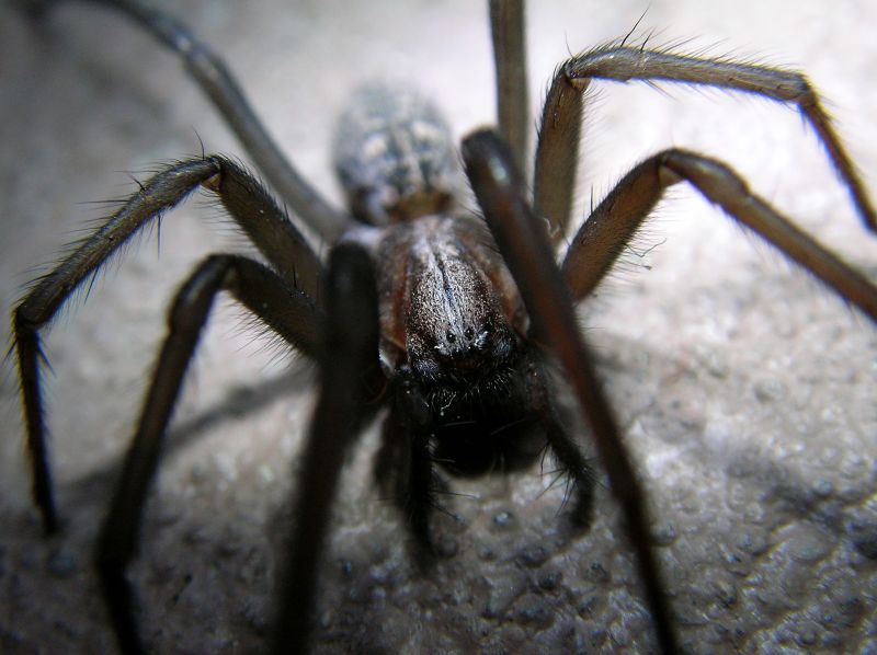 Trapdoor Spider Removal in New Braunfels, TX