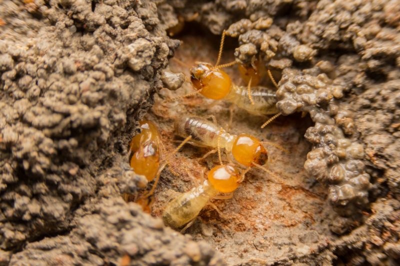 Termite Inspection Companies