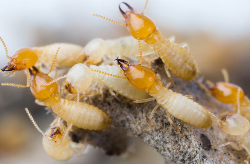 Why Commercial Termite Control Requires Specialized Treatment Plans