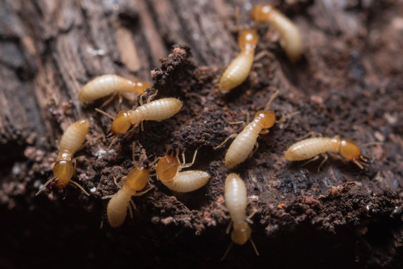 Detection of Termite Activity